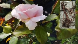 Розы-первогодки в моём саду. Сезон 2025. Регион Южный Урал.