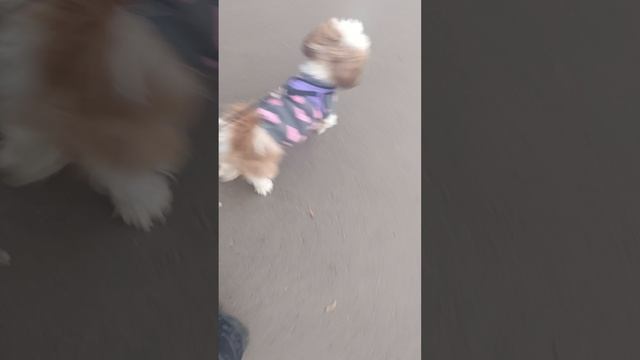 мы гуляем с моей собакой и бусий