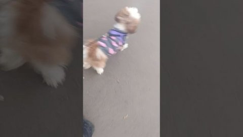 мы гуляем с моей собакой и бусий