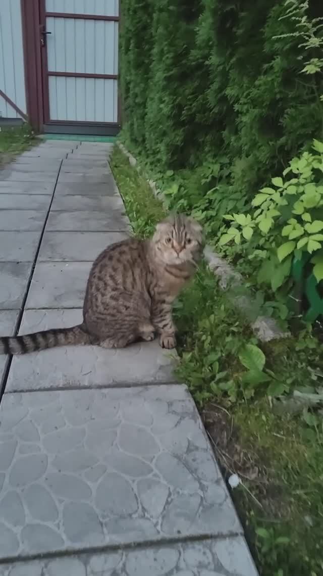 Сергей и Алиса | История двух сердец | Дачные видеозарисовки | Охотница на лягушек