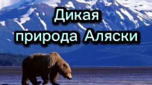 Дикая природа АЛЯСКИ