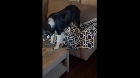 Приколы с котами.