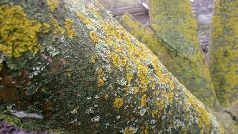 Что означает рост лишайников на дереве?