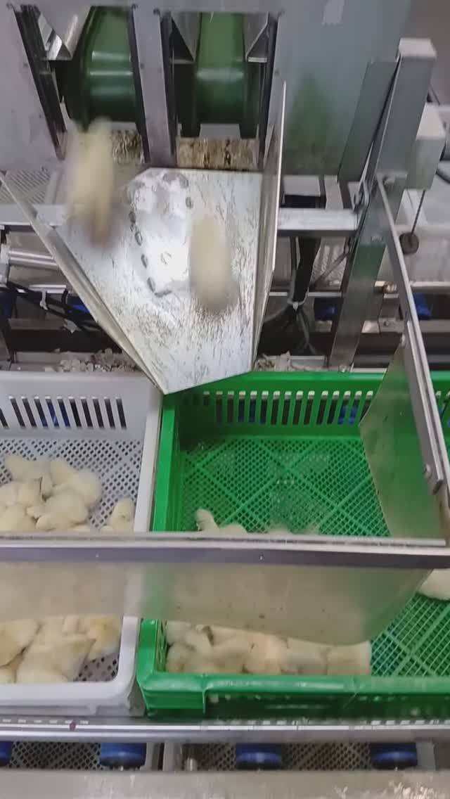 Куринные горки,птицефабрика.цыплята на ковейере едут