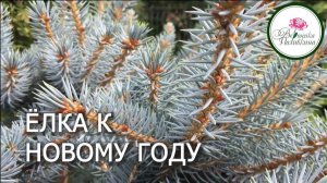 Елки и сосны к новому году
