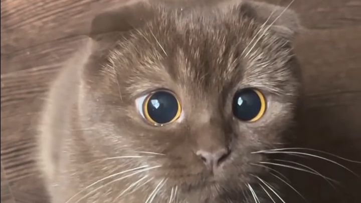 Красивые, очаровательные, пушистые и неповторимые котики! 💛💛💛💛💛