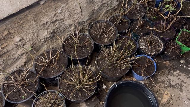 Полив крупнолистной гортензии