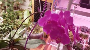 Орхидея зацвела | Адениум отсушил цветок | Доброе утро от меня ●●●