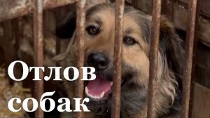 В Луганске стартовала стерилизация бездомных собак