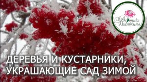 Кустарники, украшающие сад зимой