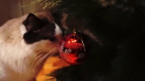 christmas evening routine - встречаю рождество с семьей