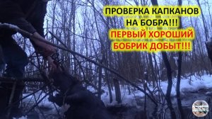 Попал хороший бобрик. Охота на бобра с капканами. Проверка капканов на бобра