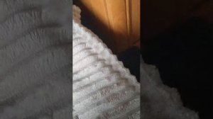 кто хочет стать моим ассистентом суда