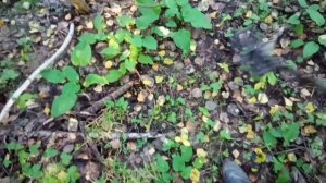 28. Металлокоп с Quest X5. Траки. Поиск вдоль поля во время "зеленой зимы"