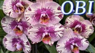 №1150/ СВЕЖИЕ красавицы ОРХИДЕИ в OBI