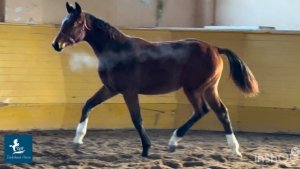 Кобыла 2025 г.р.  #жеребятаотMrDeNiro