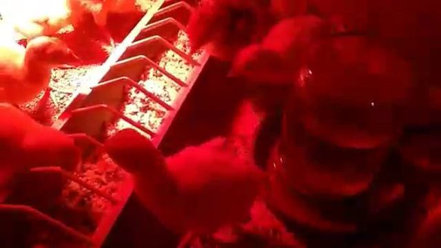 Подращиваем индюшат. Часть 1. От вылупления до 10 дня.