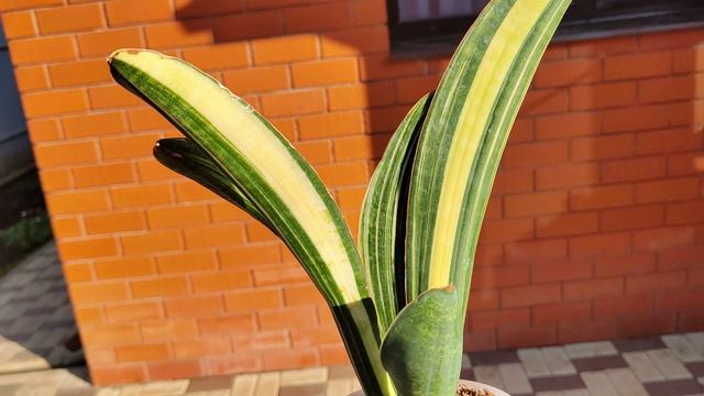 Сансевиерия Синус Триколор