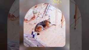 1000042243.mp4 (Собака смотрит на монтаж электропроводки (монтаж п/переключателя) в доме А-фрейм)