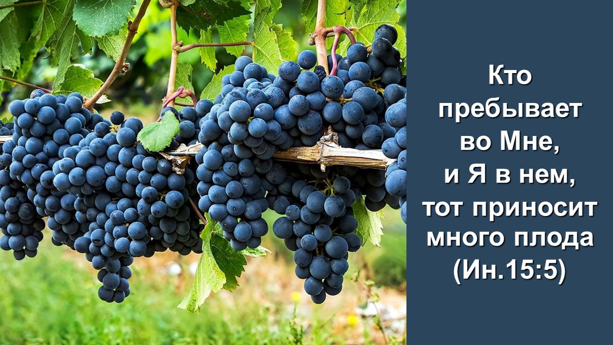 Кто пребывает во Мне и Я в нем тот приносит много плода Ин.15:5 Служение церквей ЕврАзии