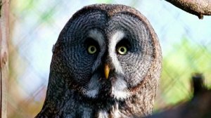 Осенняя фантазия.Клип, стихи: Людмила Ураева. Муз., поёт  Маша Егорова, аранж. Е. Егоров