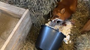 Лиса-Алиса. Лис Игнис и ведро бодрящего снега