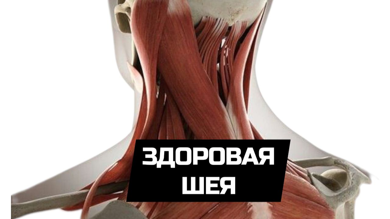 ЗДОРОВАЯ ШЕЯ