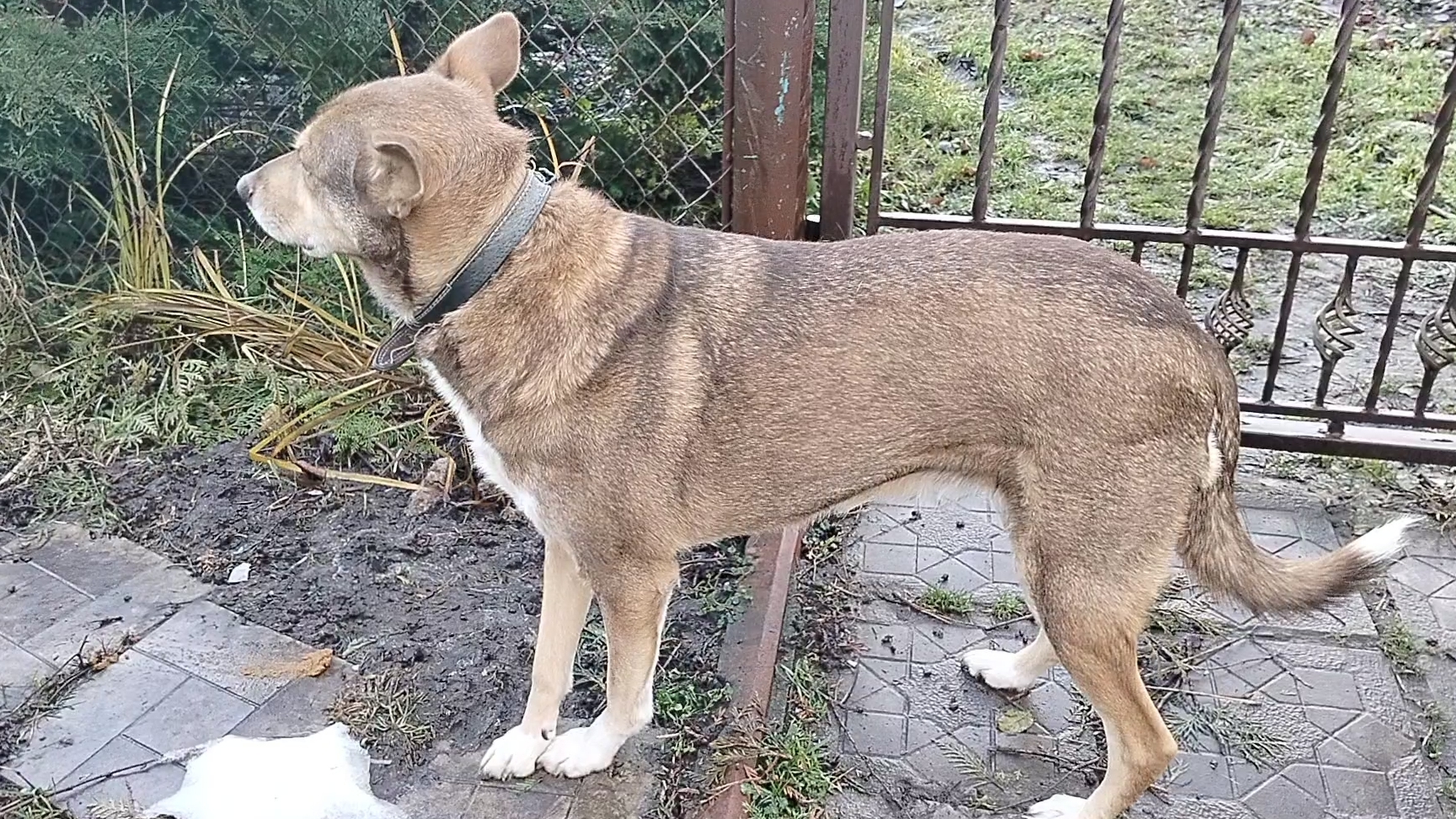 Пушистые друзья получают подарки.Получилось заказать корма.Влог пушистых друзей 12.12.25.