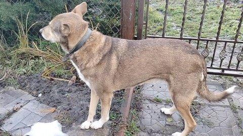 Пушистые друзья получают подарки.Получилось заказать корма.Влог пушистых друзей 12.12.25.