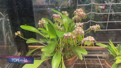 В Аптекарском огороде расцвела редкая орхидея "Птичье яйцо"