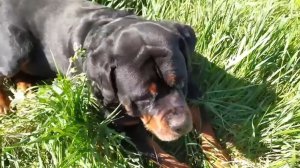 В чистый четверг всё чистим. Обзор моего орудия труда. Пахать так никто не приехал. 42 серия.