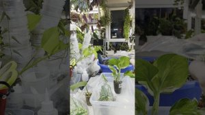 Пересадка сентябрьских новинок 🌿☘️🌿☘️