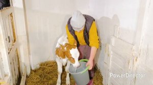 Управляемся на хозяйстве/Дойка/Кормление/ Привезли кормовую картошку 🥔