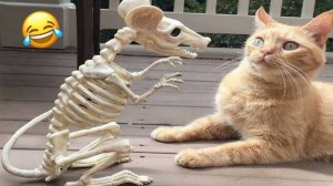 Приколы с котами!   С ОЗВУЧКОЙ!  САМЫЕ СМЕШНЫЕ ЖИВОТНЫЕ