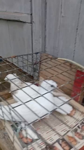 Двухчубые Владимировича смотреть онлайн