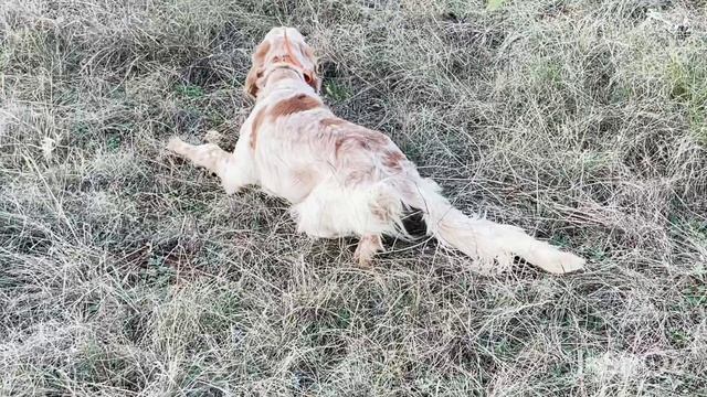 Норман. 12.12.25.