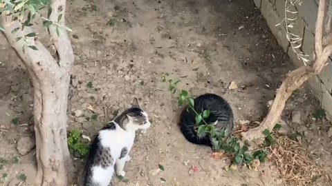 Какие голосистые