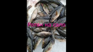 Ротан.Первая рыбалка в моей жизни на РОТАНА.2025-2026