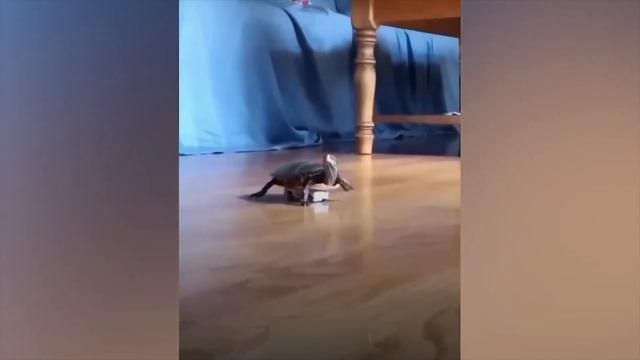 Смешные животные 😄