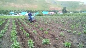 Homemade mini traktor Самодельный минитрактор. Окучивание картофеля.