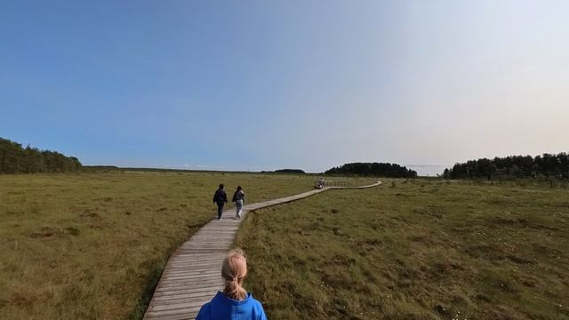 2025.06.04. Сестрорецкое болото. Ч.4