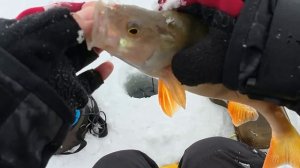 НАТКНУЛИСЬ НА КРУПНЯК, ЛЕСКИ НА ГРАНИ! Рыбалка , которую мы ждали! ЗАЧЕМ Я ЭТО ПОПРОБОВАЛ