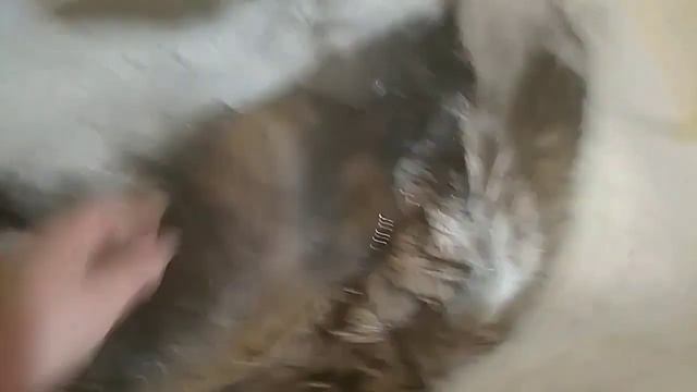 История одного коврика!!! или Вычинка шкуры козла, часть 1. Мездрение, стирка, пикелевание.