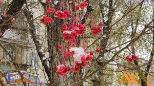 И. С. Бах-Д. Тухманов. Живая музыка. 12 декабря 2025 г.