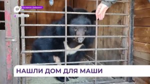 Ручная медведица Маша в центре «Тигр» готовится отмечать свой праздник