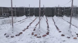 Укрываю виноград