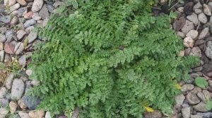 Зимой у нас даже и не пахнет!