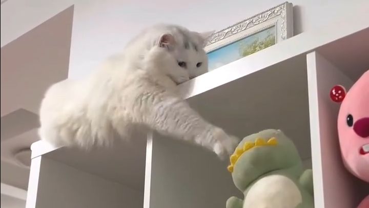 Смешные котики для отличного настроения! 🐱🐱🐱🐱🐱