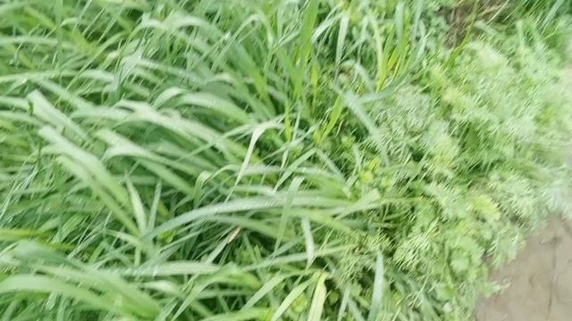 Скоро морозы у нас