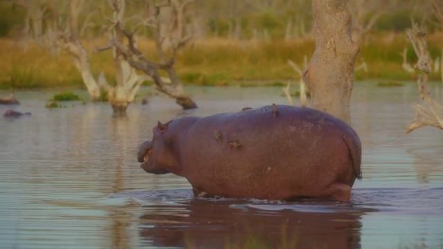 Бегемоты в своей среде обитания смотреть онлайн